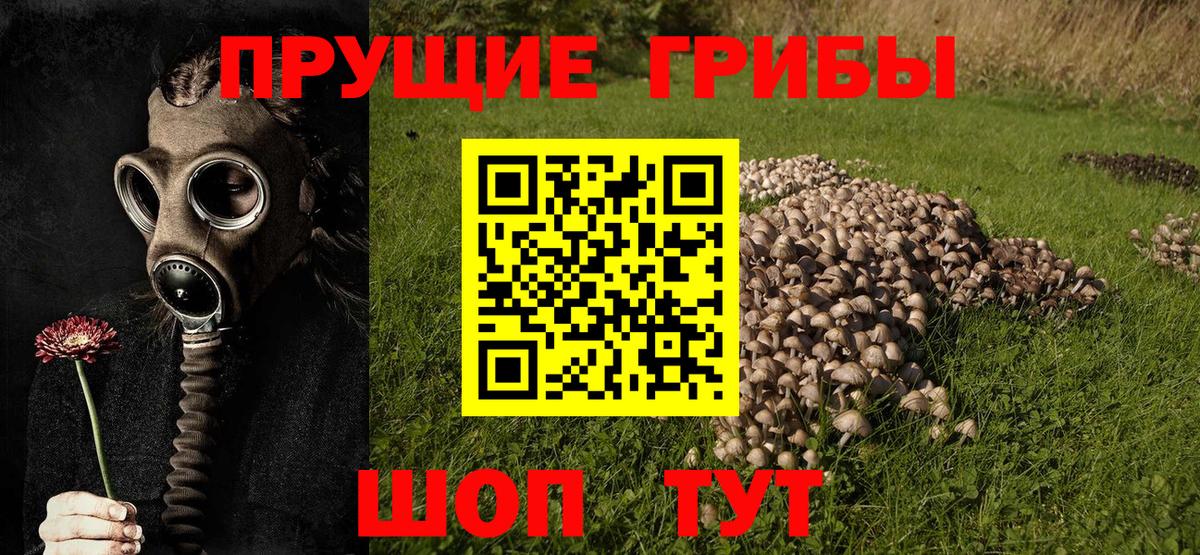 Камышин  где найти   Вход с VPN  Псилоцибиновые грибы Cubensis 